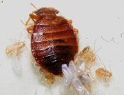 Bedbug egg - Detectbug - Geneva